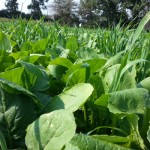 Brassica-oats annual forage mixture