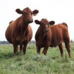 Red Angus Cow and Calf on pasture