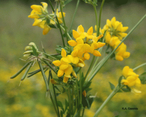 Birdsfoot trefoil close-up